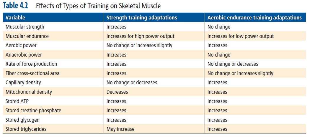 Muscular training adaptations