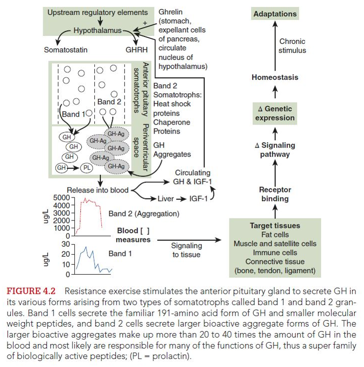 Resistance exercise stimulates the anterior pituitary gland to secrete GH in its various forms arising from two types of somatotrophs called band 1 and band 2 granules. Band 1 cells secrete the familiar 191-amino acid form of GH and smaller molecular weight peptides, and band 2 cells secrete larger bioactive aggregate forms of GH. The larger bioactive aggregates make up more than 20-40 times the amount of GH in the blood and most likely are responsible for many of the functions of GH, thus a super family of biologically active peptides; (PL = prolactin).