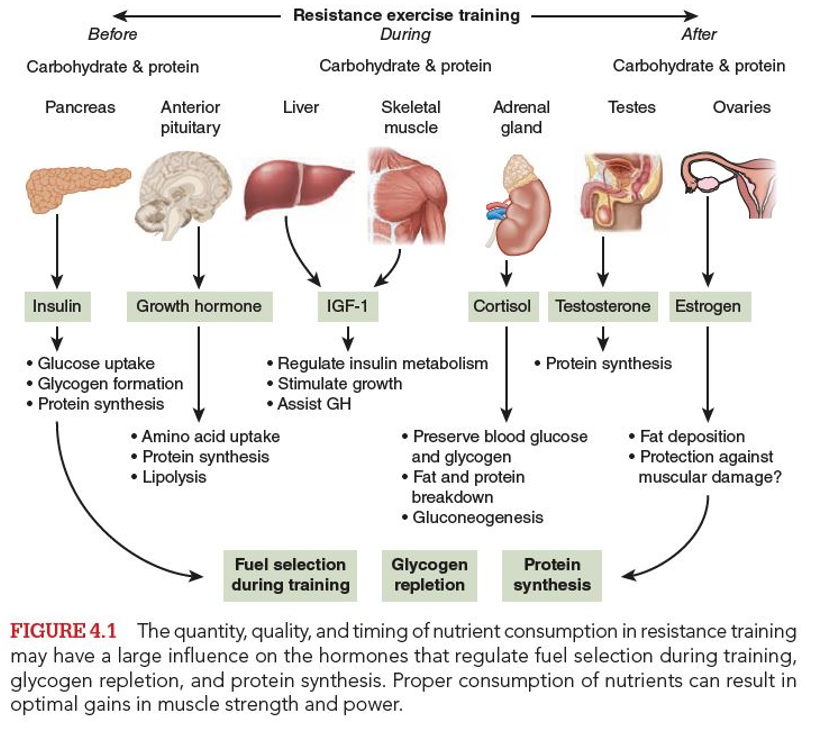 The quantity, quality, and timing of nutrient consumption in resistance training may have a large influence on the hormones that regulate fuel selection during training, glycogen repletion and protein synthesis. Proper consumption of nutrients can result in optimal gains in muscle strength and power.