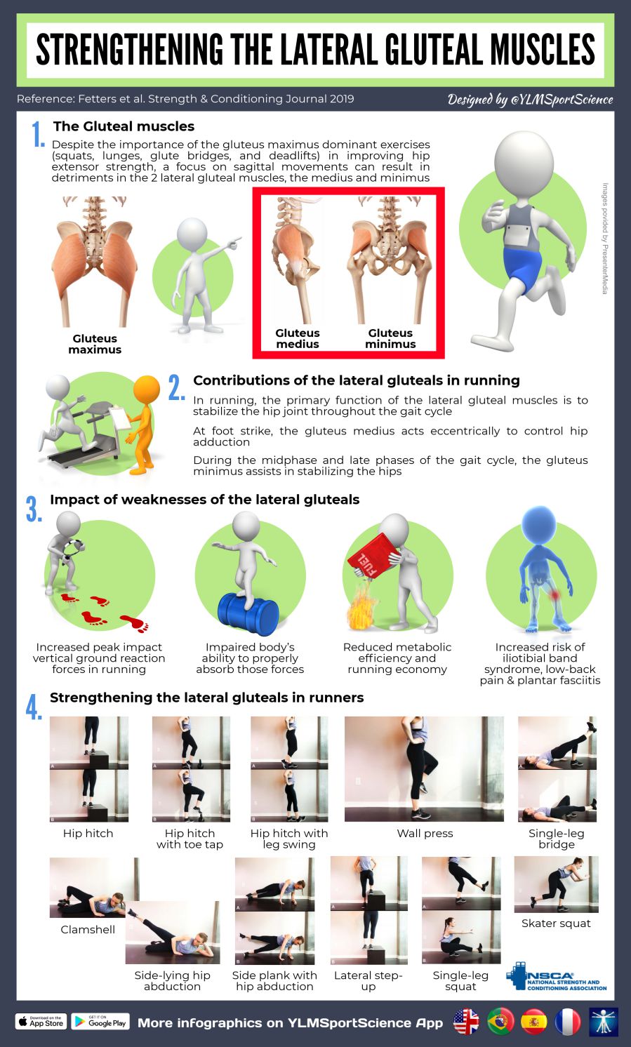 This infographic highlights a study that explores the role of the lateral gluteal muscles and its impact on runners.