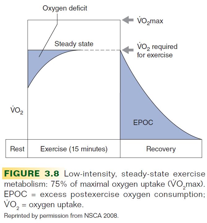 Figure 3.8 Low-intensity, steady-state exercise metabolism: 75% of maximal oxygen uptake (VO2max).  EPOC = excess postexercise oxygen consumption; VO2 = oxygen uptake.