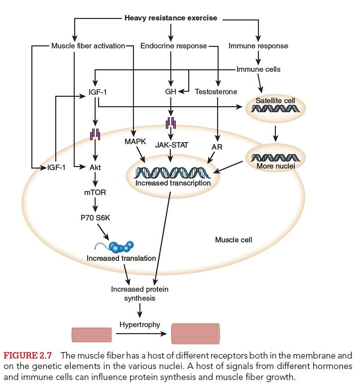 Figure 2.7 The muscle fiber has a host of different receptors both in the membrane and on the genetic elements in the various nuclei. A host of signals from different hormones and immune cells can influence protein synthesis and muscle fiber growth.