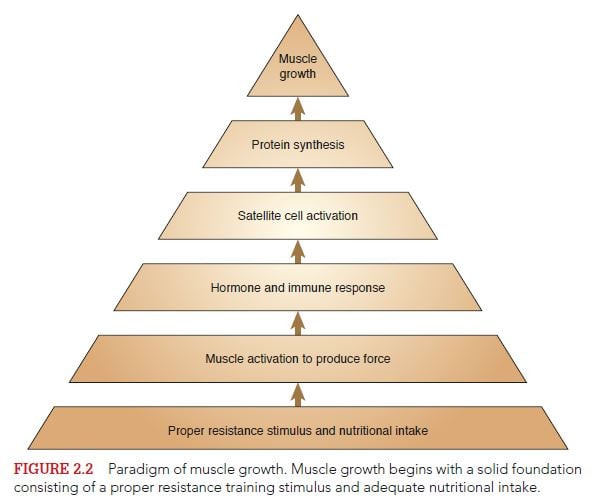 Figure 2.2  Paradigm of muscle growth.  Muscle growth begins with a solid foundation consisting of a proper resistance training stimulus and adequate nutritional intake.